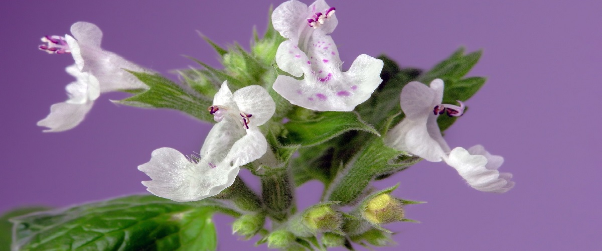 šanta kočičí (nepeta cataria)